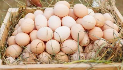 АО «Птицефабрика «Комсомольская»