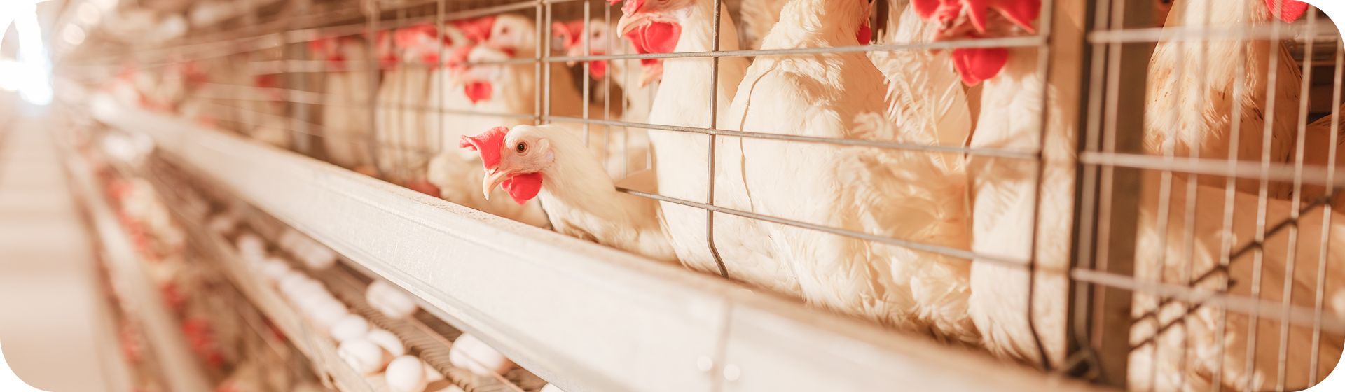 АО «Птицефабрика Башкирская»